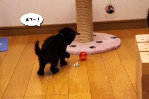 毛色考・黒猫の場合_d0355333_11083522.jpg