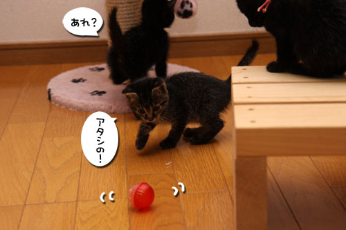 毛色考・黒猫の場合_d0355333_11083549.jpg