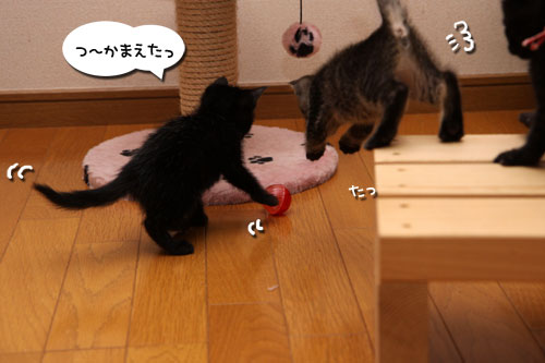 毛色考・黒猫の場合_d0355333_11083575.jpg