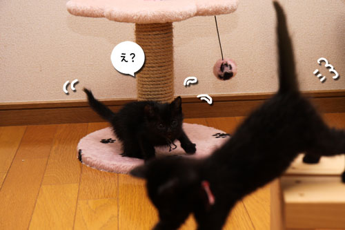毛色考・黒猫の場合_d0355333_11083582.jpg