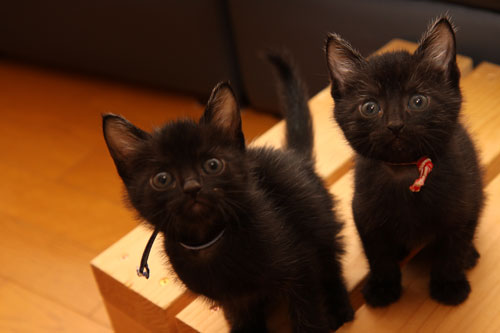 毛色考・黒猫の場合_d0355333_11083589.jpg