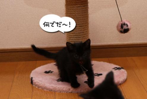 毛色考・黒猫の場合_d0355333_11083670.jpg