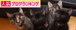 毛色考・黒猫の場合_d0355333_11083676.jpg