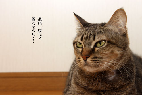 おひざの上の攻防戦_d0355333_11083899.jpg