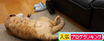 ちゃとらん流ちびっこ歓迎方法_d0355333_11084252.jpg