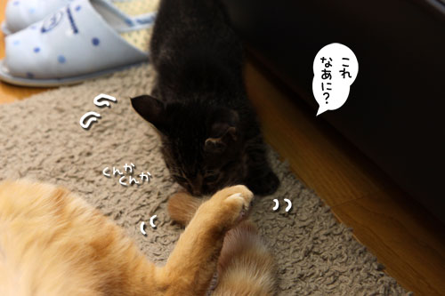 ちゃとらん流ちびっこ歓迎方法_d0355333_11084270.jpg