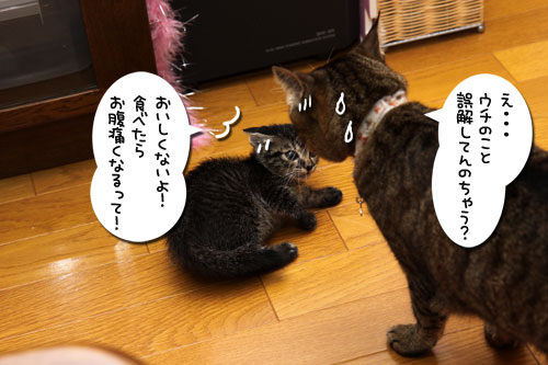 緊張の一瞬!_d0355333_11084806.jpg