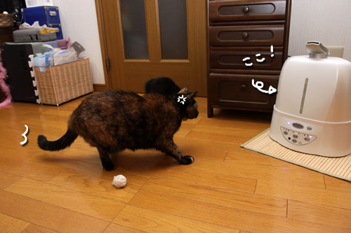 緊張の一瞬!_d0355333_11084851.jpg