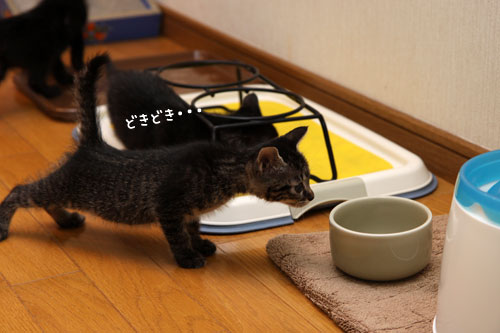 石橋を叩いて渡る性格_d0355333_11084969.jpg