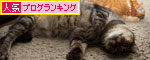 星に願いを_d0355333_11085213.jpg