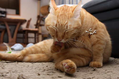 足踏み状態でも。_d0355333_11085315.jpg