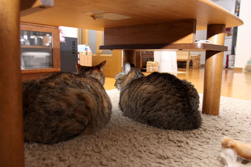 足踏み状態でも。_d0355333_11085369.jpg