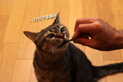 ここから始まる、二度目の闘い。_d0355333_11085575.jpg