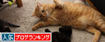 おもちゃにドキドキ_d0355333_11090287.jpg