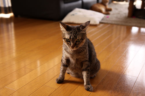 あすかちゃんの変化_d0355333_11090312.jpg