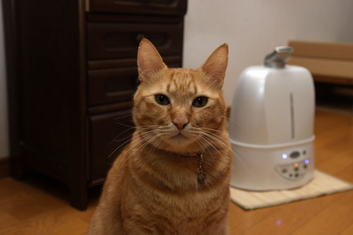 あすかちゃんの変化_d0355333_11090437.jpg