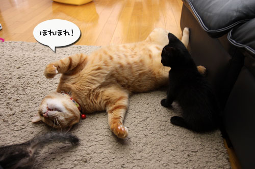 もふもふ地帯に突入せよ!_d0355333_11090618.jpg
