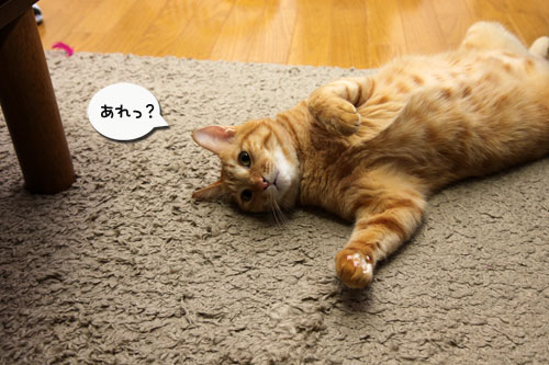もふもふ地帯に突入せよ!_d0355333_11090620.jpg