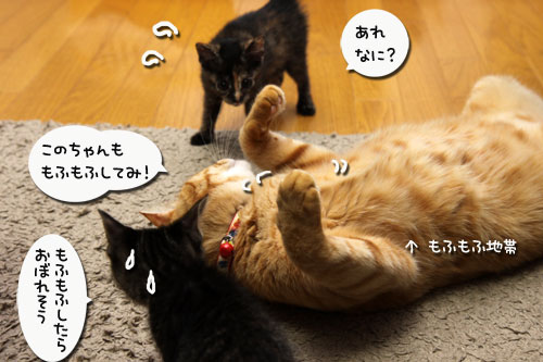 もふもふ地帯に突入せよ!_d0355333_11090654.jpg