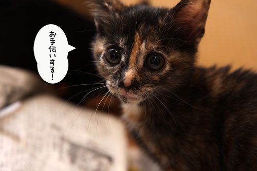 枝豆応援隊結成!_d0355333_11090717.jpg