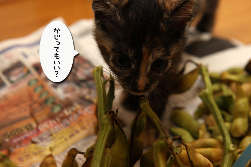 枝豆応援隊結成!_d0355333_11090808.jpg