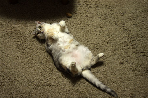 猫も食わぬ夫婦喧嘩。_d0355333_11091880.jpg