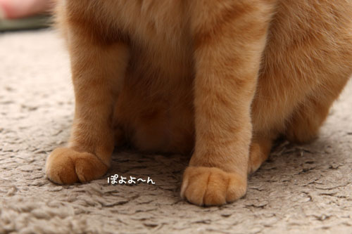 猫も食わぬ夫婦喧嘩。_d0355333_11091888.jpg