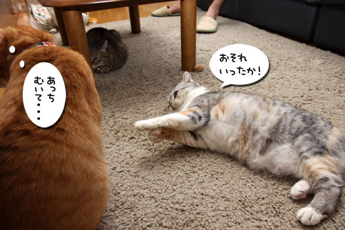 猫も食わぬ夫婦喧嘩。_d0355333_11091908.jpg