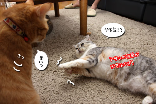 猫も食わぬ夫婦喧嘩。_d0355333_11091990.jpg