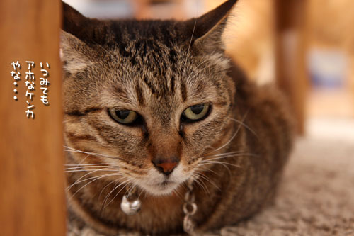 猫も食わぬ夫婦喧嘩。_d0355333_11091993.jpg