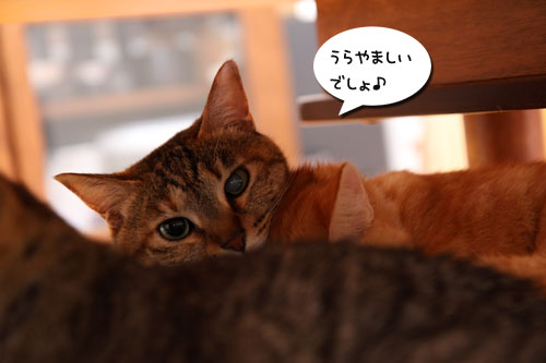 仲良し定員オーバーの隙間に_d0355333_11092350.jpg