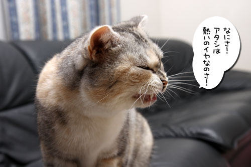 仲良し定員オーバーの隙間に_d0355333_11092359.jpg