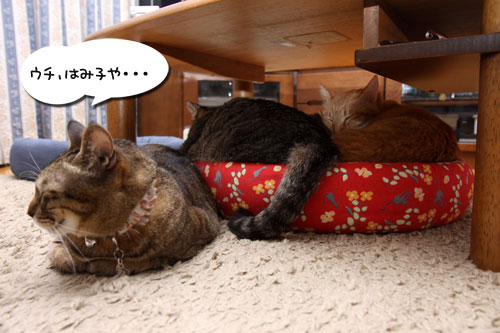 仲良し定員オーバーの隙間に_d0355333_11092367.jpg