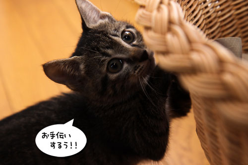 お洗濯応援隊結成!_d0355333_11092568.jpg