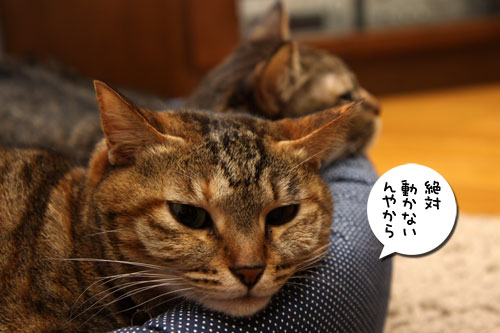 色悪ィ~ずのおケツ張り合い_d0355333_11092713.jpg