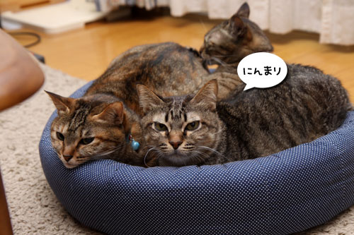 色悪ィ~ずのおケツ張り合い_d0355333_11092756.jpg