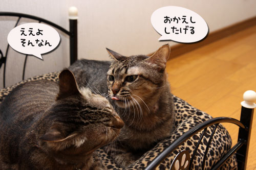 猫ソファでの出来事。_d0355333_11094010.jpg