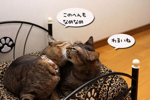 猫ソファでの出来事。_d0355333_11094057.jpg