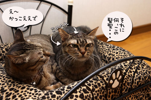 猫ソファでの出来事。_d0355333_11094107.jpg