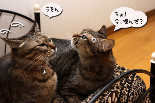 猫ソファでの出来事。_d0355333_11094124.jpg