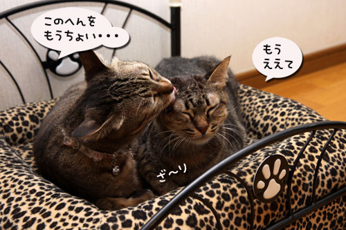 猫ソファでの出来事。_d0355333_11094143.jpg
