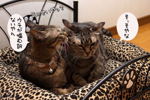 猫ソファでの出来事。_d0355333_11094198.jpg