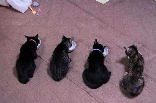 猫ソファでの出来事。_d0355333_11094218.jpg