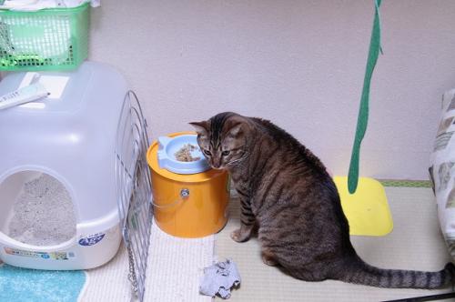 猫ソファでの出来事。_d0355333_11094229.jpg