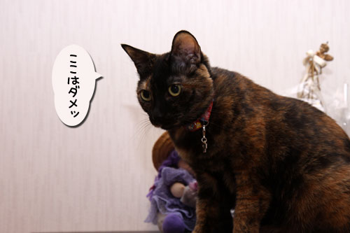 新しい人気スポット_d0355333_11100005.jpg