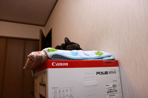 新しい人気スポット_d0355333_11100124.jpg