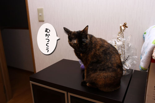新しい人気スポット_d0355333_11100179.jpg