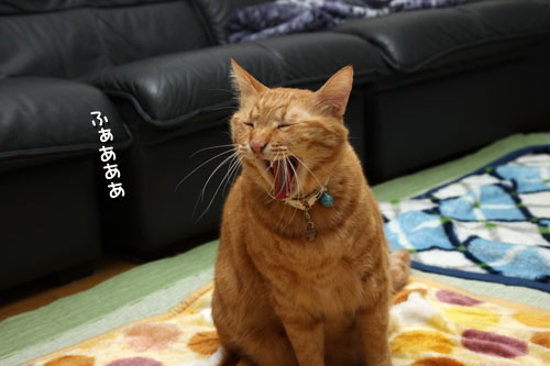 犯にゃんは誰だ_d0355333_12454024.jpg
