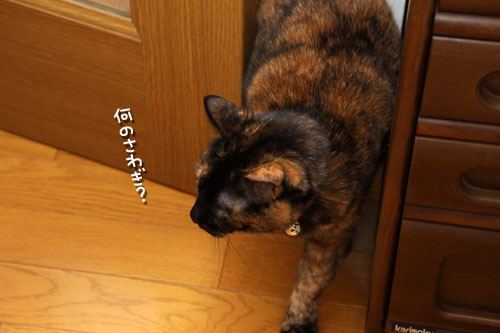 犯にゃんは誰だ_d0355333_12454157.jpg