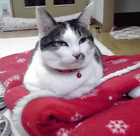 桃子の近況報告_d0355333_12460484.jpg